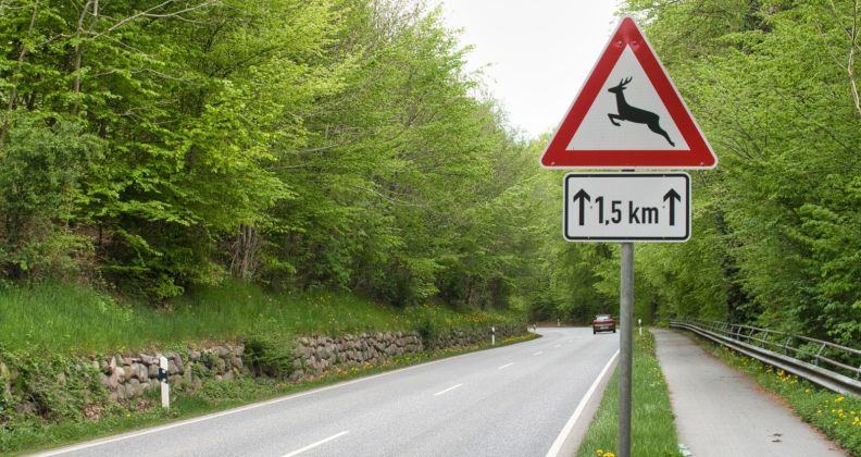 Wildwechsel: Wenn Rehe, Wildschweine & Co. zur Gefahr werden